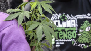 Prisão preventiva por drogas é decretada em 60% dos flagrantes, aponta CNJ