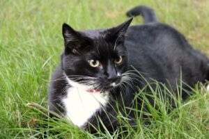 Vacinação antirrábica em Juiz de Fora imuniza mais de 36 mil cães e gatos